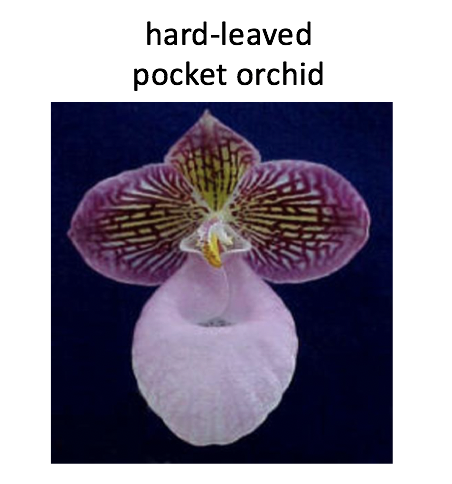 Image of flower with its name
